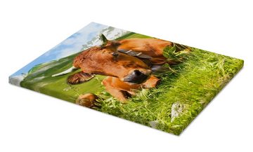 Posterlounge Leinwandbild Editors Choice, Kuh mit Glocke auf der Alm, Fotografie