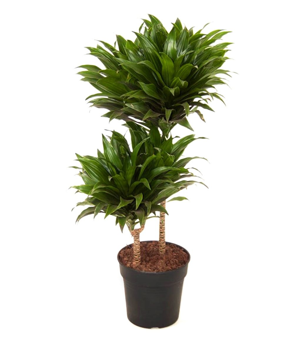 BALDUR Garten Zimmerpflanze Dracena 'Compacta' ca. 55 cm hoch, 1 St., Zimmerpflanze, pflegeleicht – Bild 2 von 2