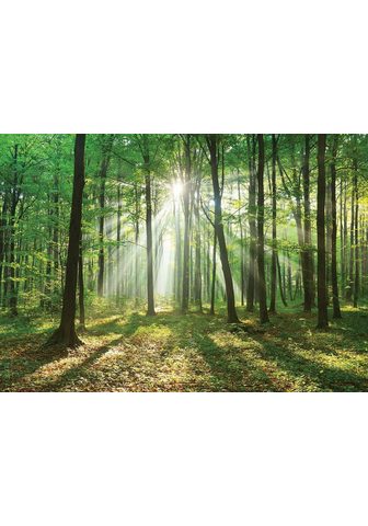 Consalnet Vliestapete »Wald in der Sonne« versch...