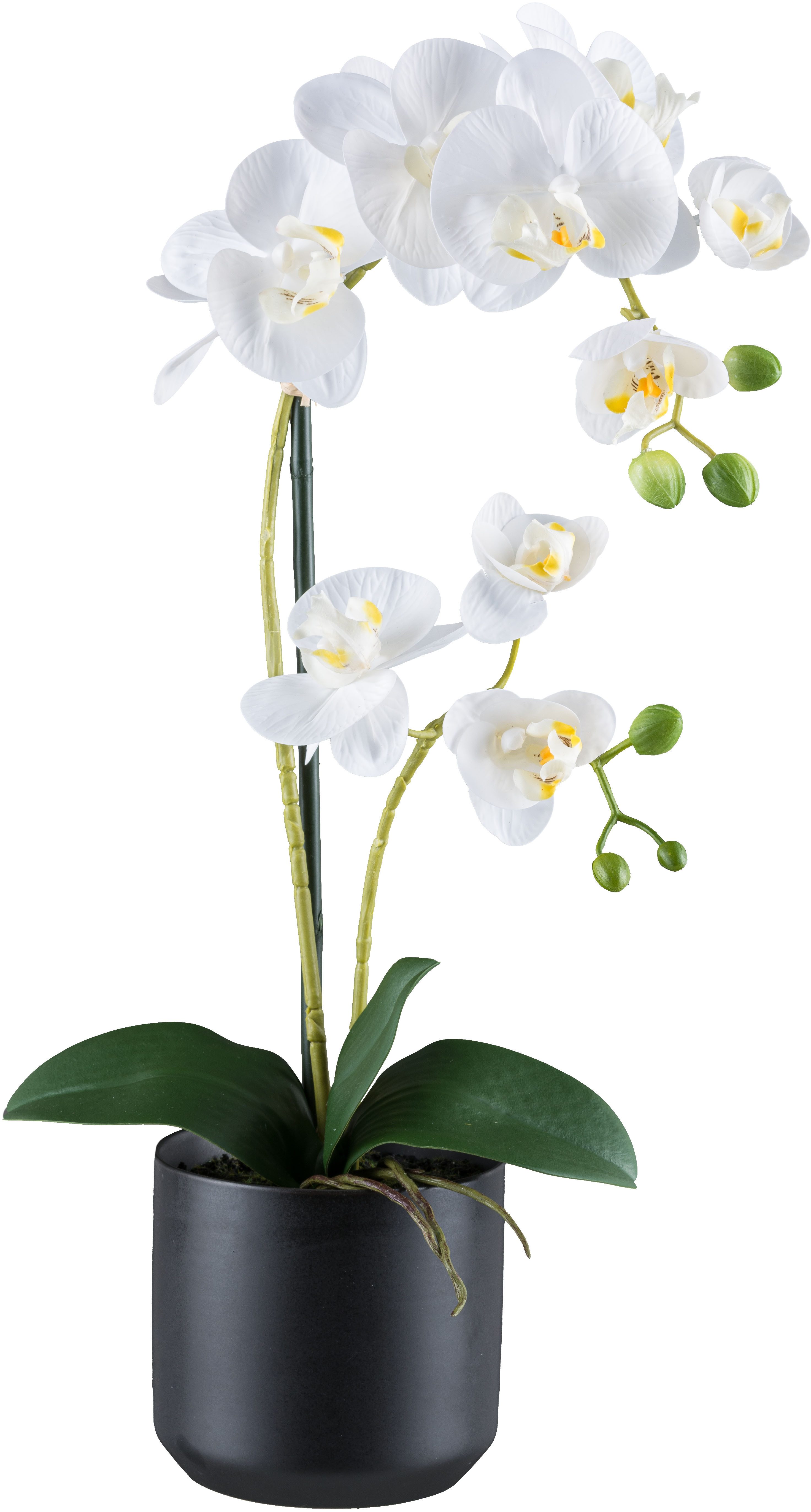 Kunstorchidee Orchidee Phalaenopsis, Creativ green, Höhe günstig online kaufen