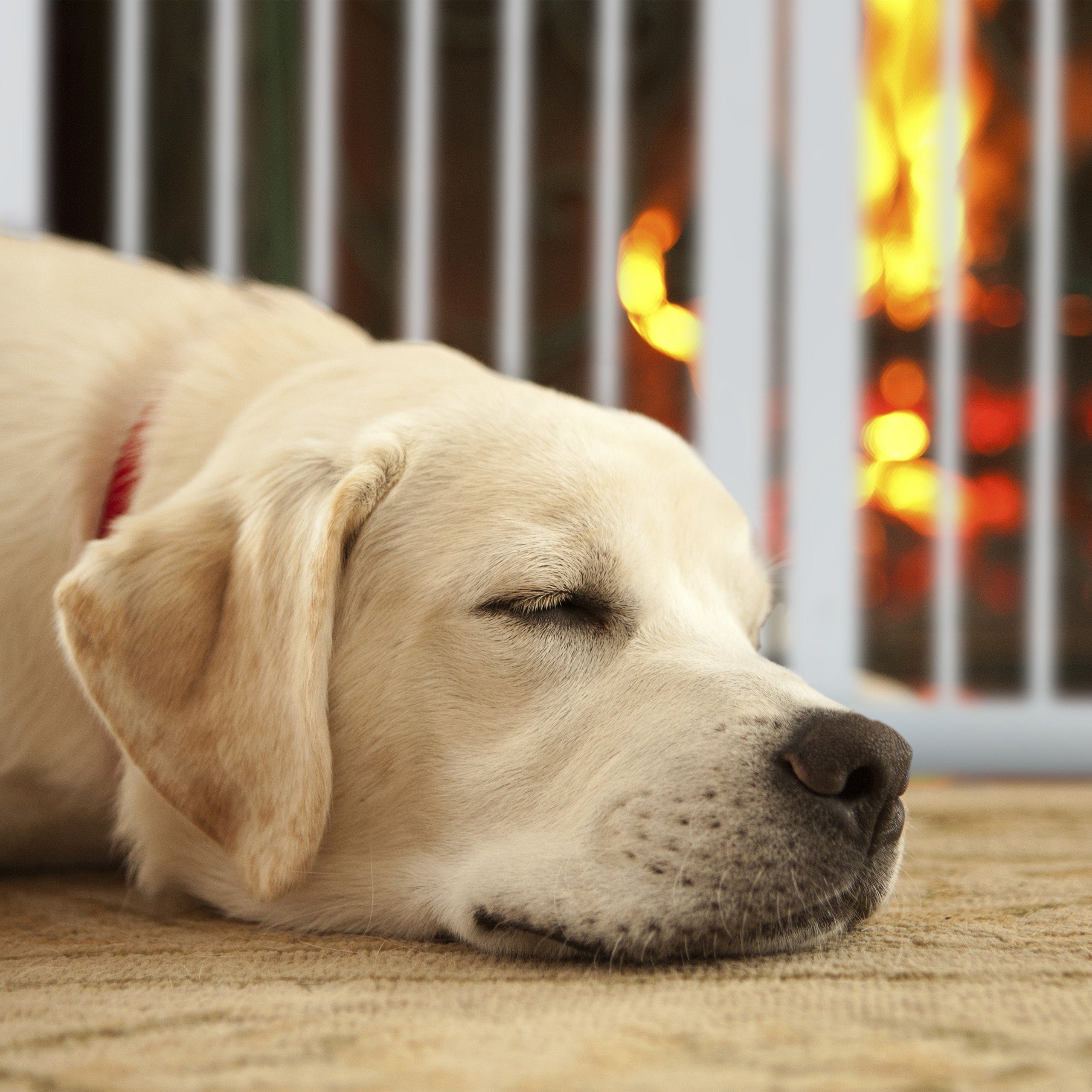 relaxdays Universalschutzgitter Weißes Absperrgitter 92 cm hoch