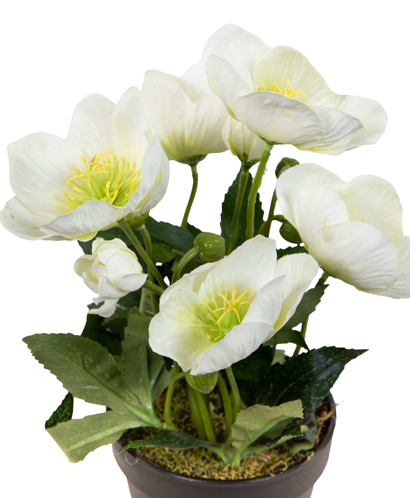 Kunstblume Christrosenbusch im Topf PM Kunstpflanzen künstliche Blumen Christrose Helleborus, Seidenblumen Roß, Höhe 26 cm, Farbe: Weiß