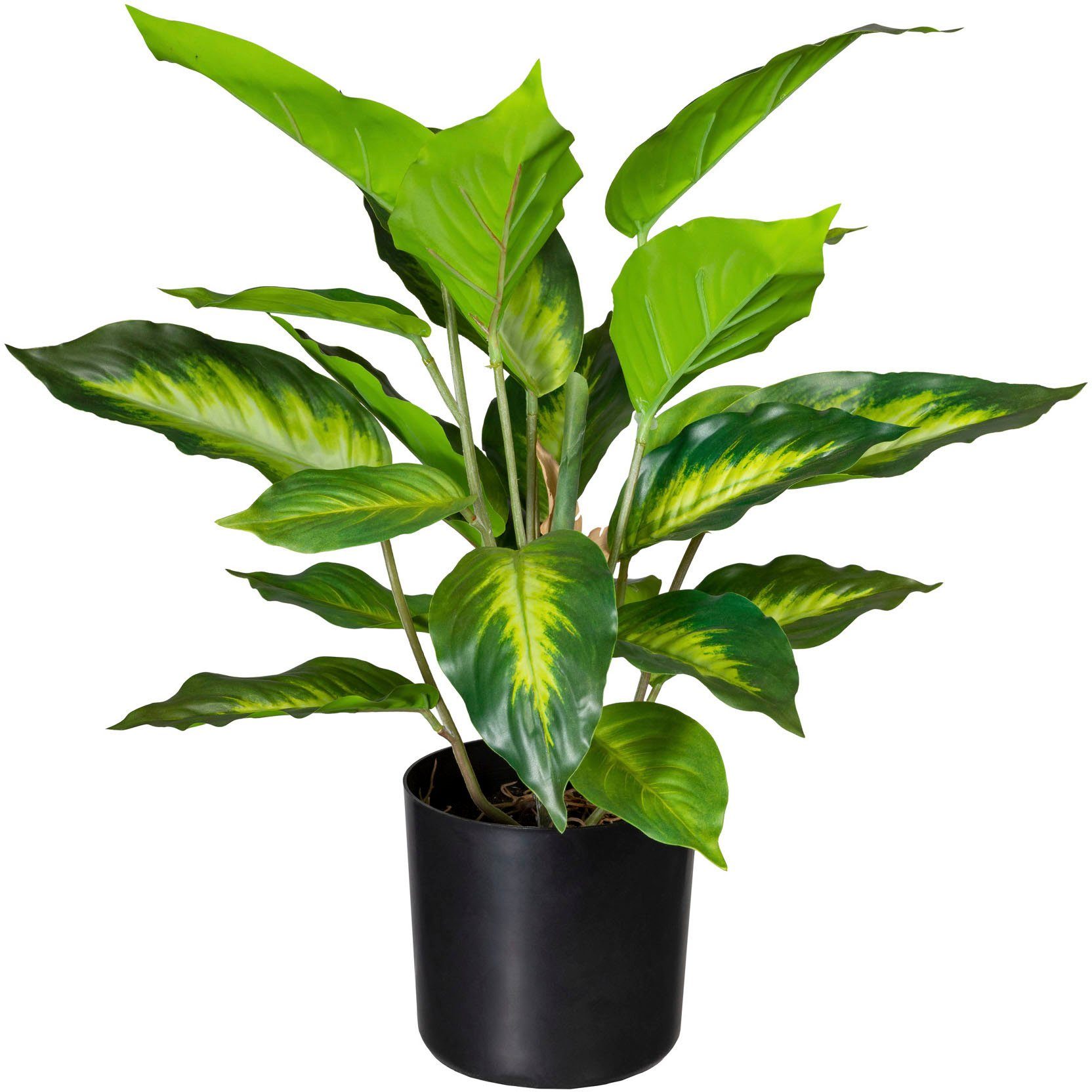Künstliche Zimmerpflanze Dieffenbachia Dieffenbachia, Creativ green, Höhe 45 cm