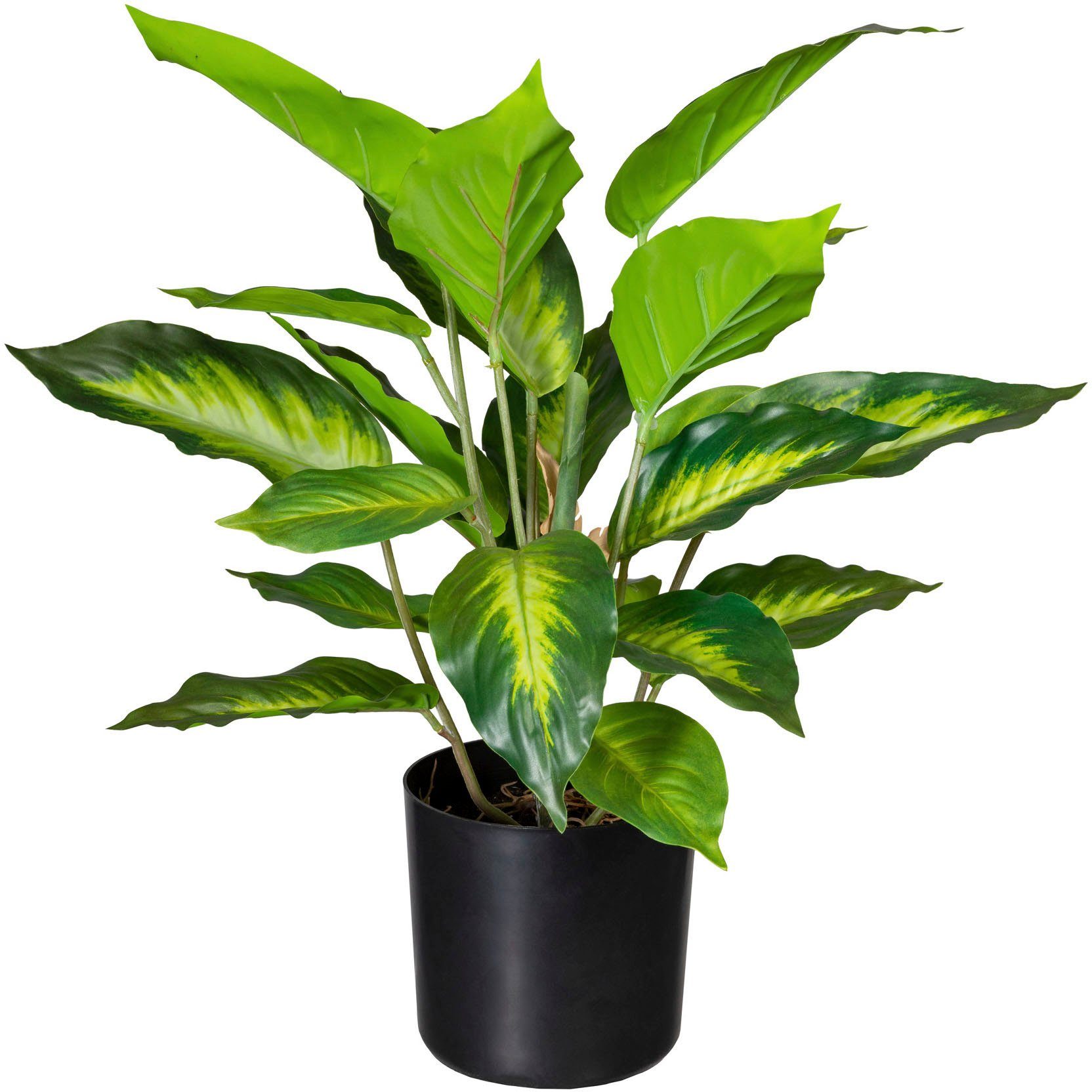 Künstliche Zimmerpflanze Dieffenbachia Dieffenbachia, Creativ green, Höhe  45 cm