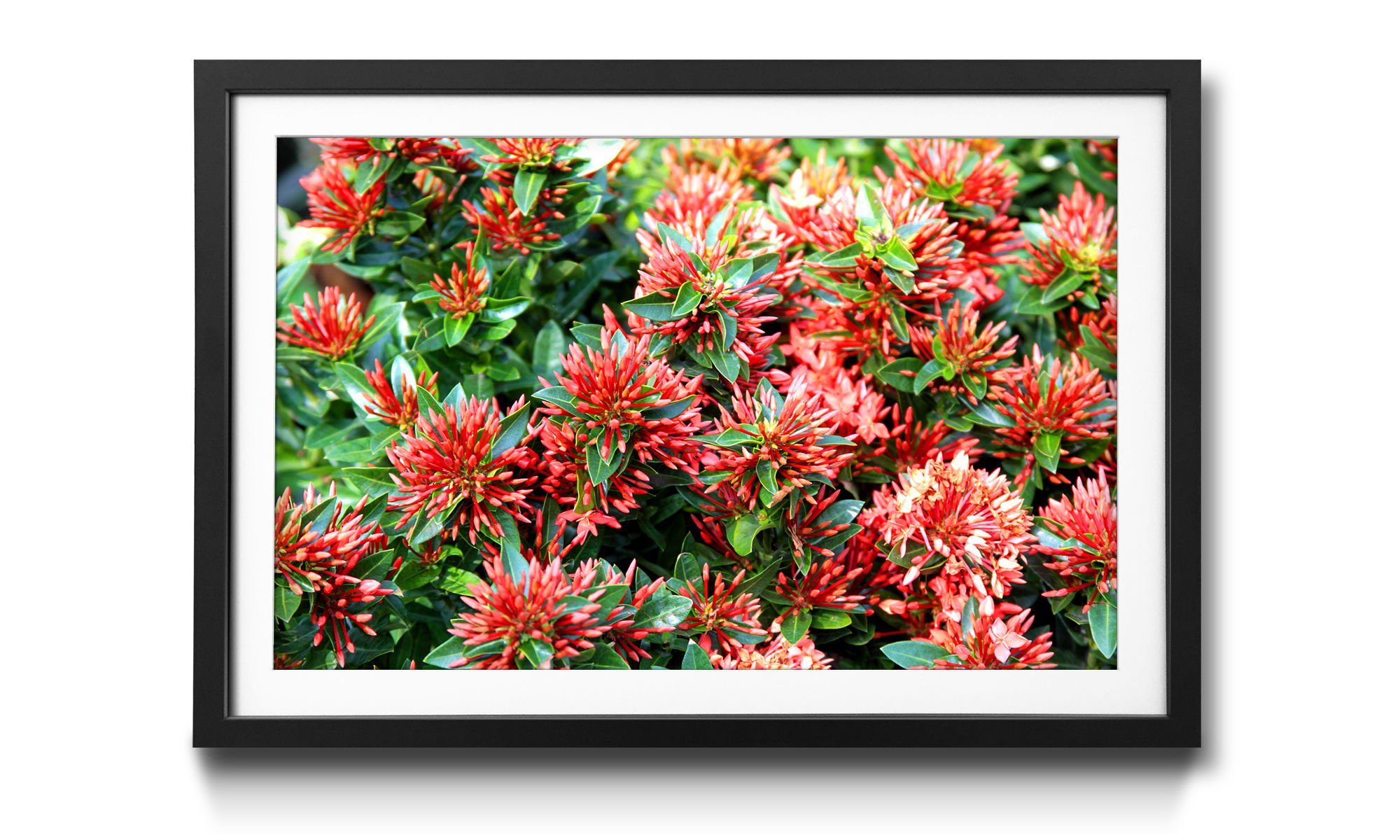 WandbilderXXL Bild mit Rahmen Green Red Nature, Blumen, Wandbild, in 4 Größen erhältlich