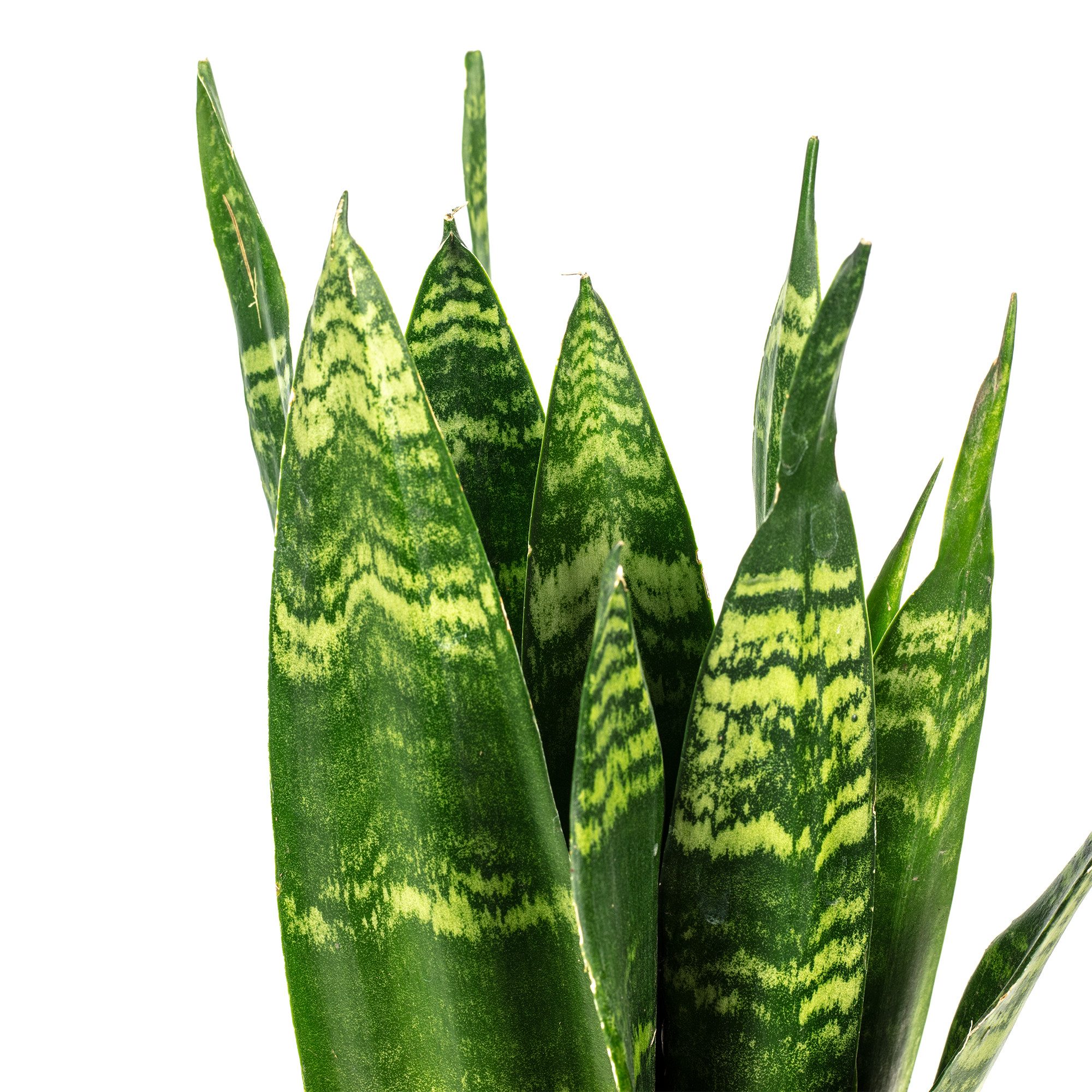 Flowerbox Zimmerpflanze Bogenhanf - Sansevieria trifasciata Black Coral, pflegeleicht - Höhe ca. 30 cm, Topf-Ø 9 cm – Bild 4 von 5