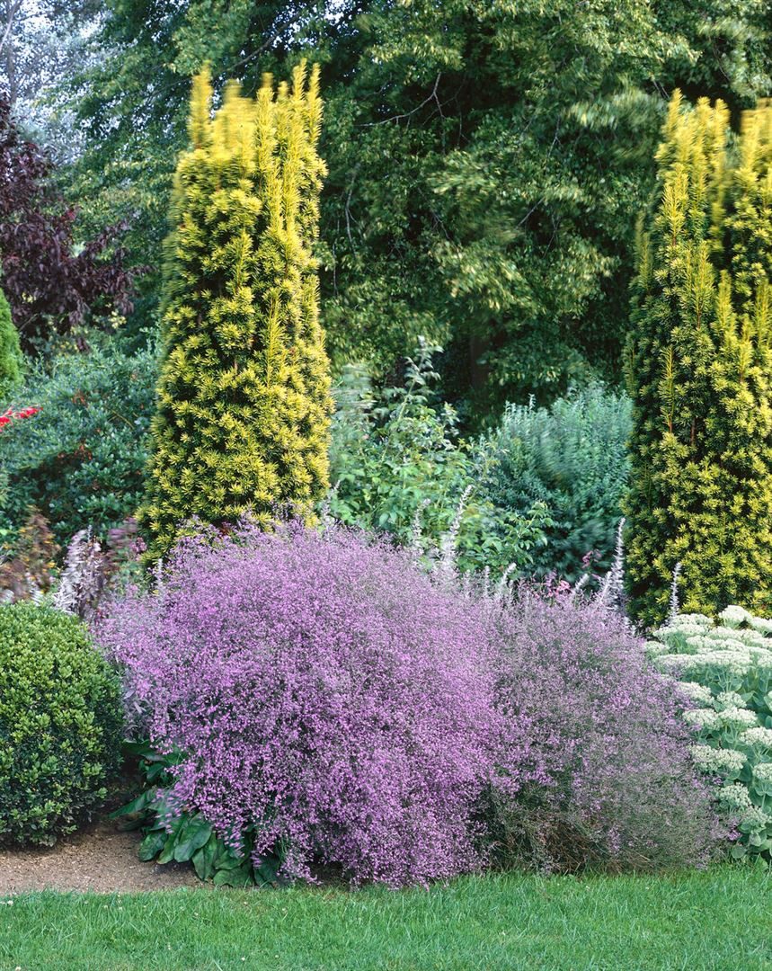Pflanzen für Dich Staude Limonium latifolium, 1 St., Breitblättriges Strandflieder, Meerlavendel – Bild 3 von 5