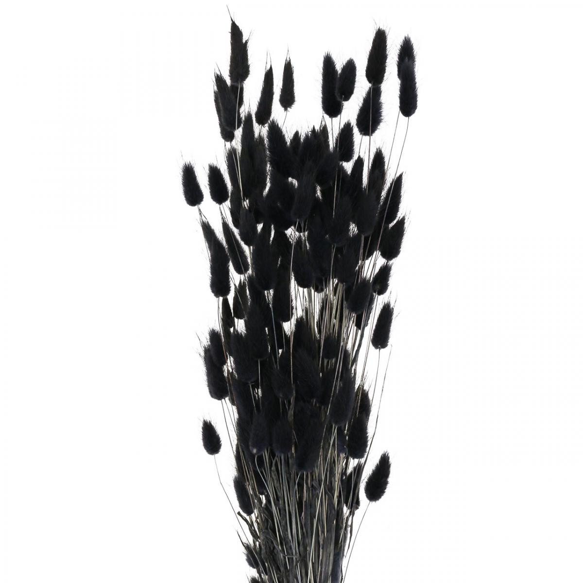 Trockenblume Lagurus Hasenschwanzgras Schwarz Dekoration Getrocknet günstig online kaufen
