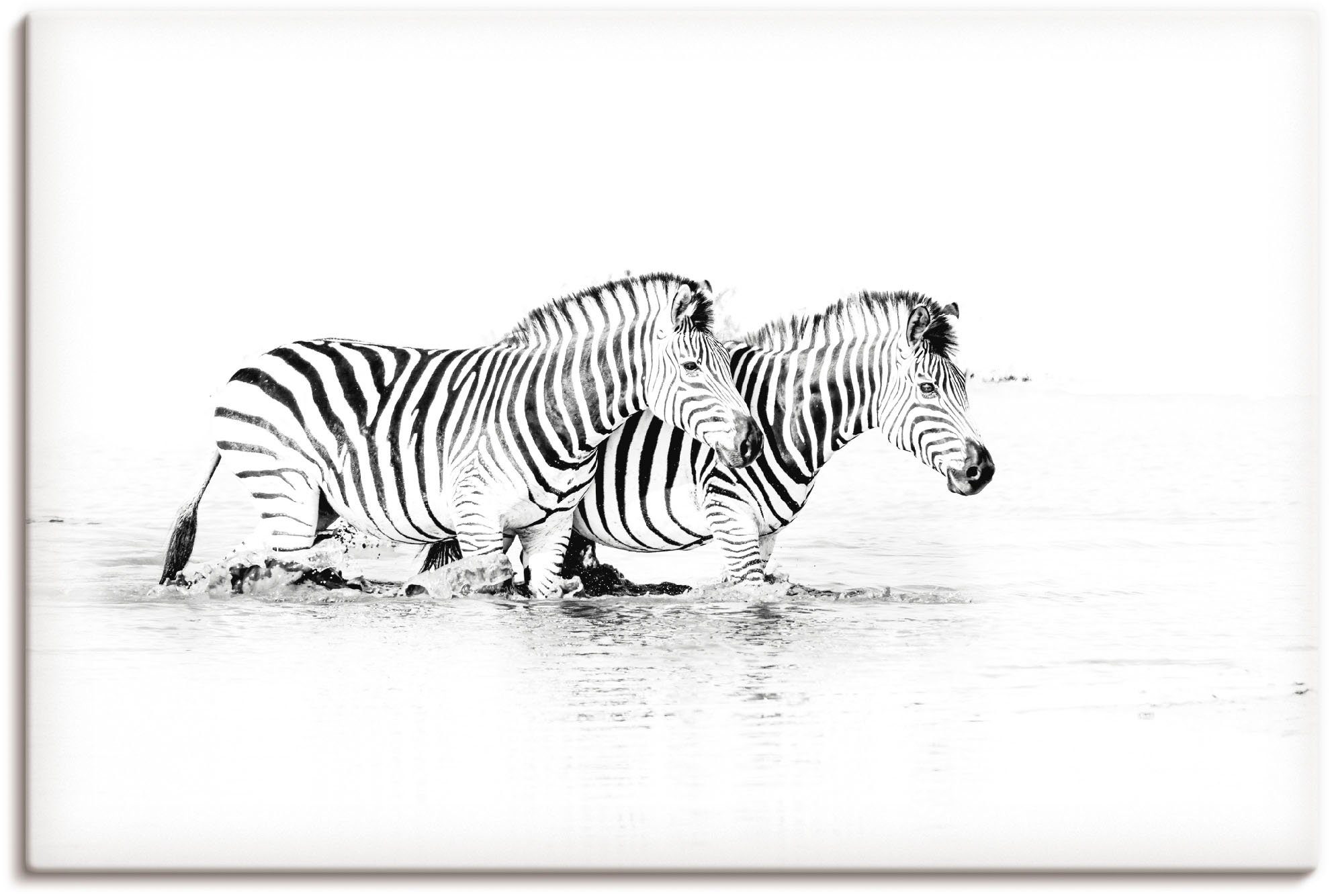 Artland Wandbild »Zebras parallel im Wasser«, Zebra Bilder (1 Stück), in vielen Größen & Produktarten - Alubild / Outdoorbild für den Außenbereich, Leinwandbild, Poster, Wandaufkleber / Wandtattoo auch für Badezimmer geeignet-Otto