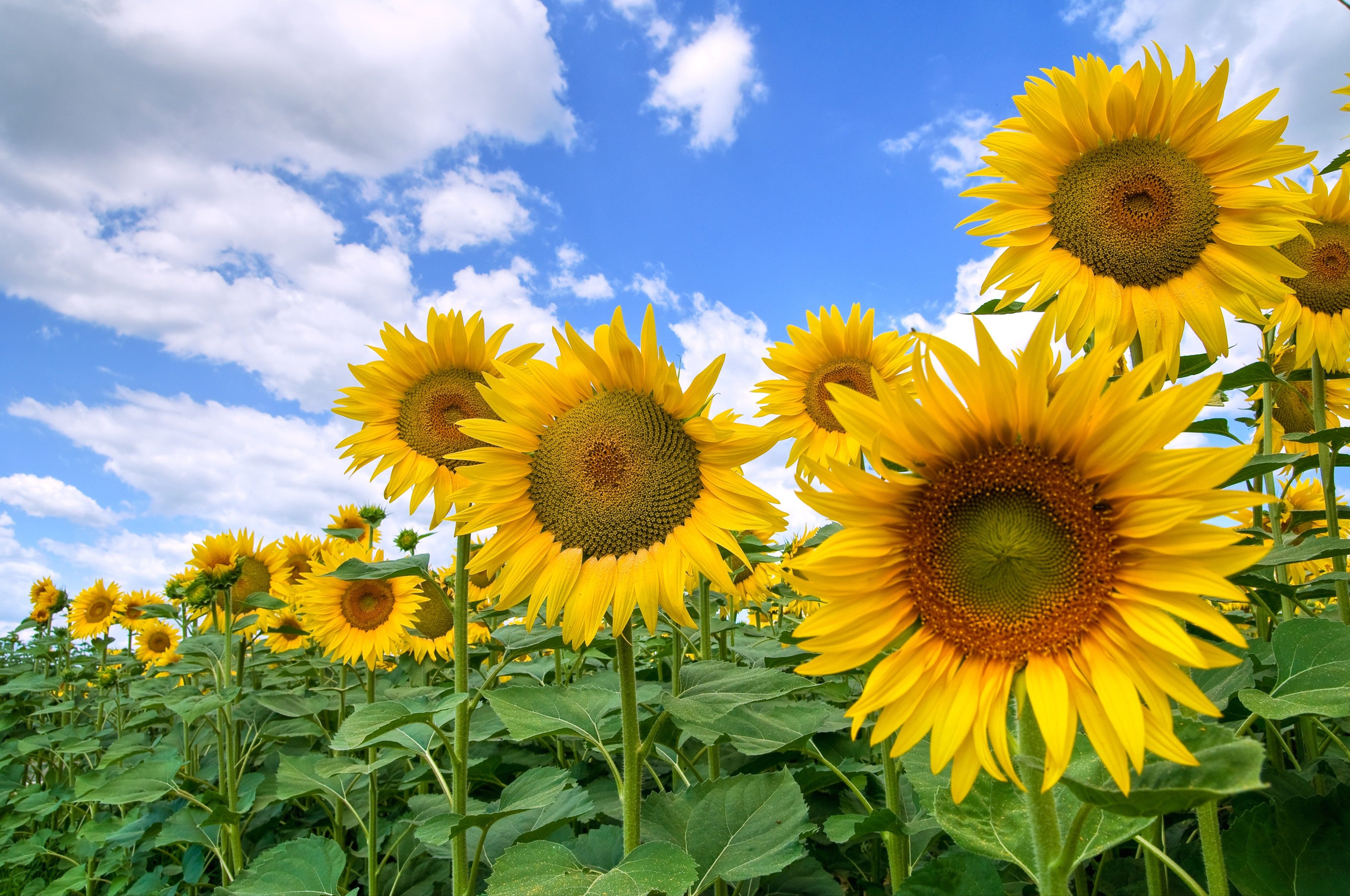 Fototapete VLIES-Tapete Premium "Sonnenblumenfeld"