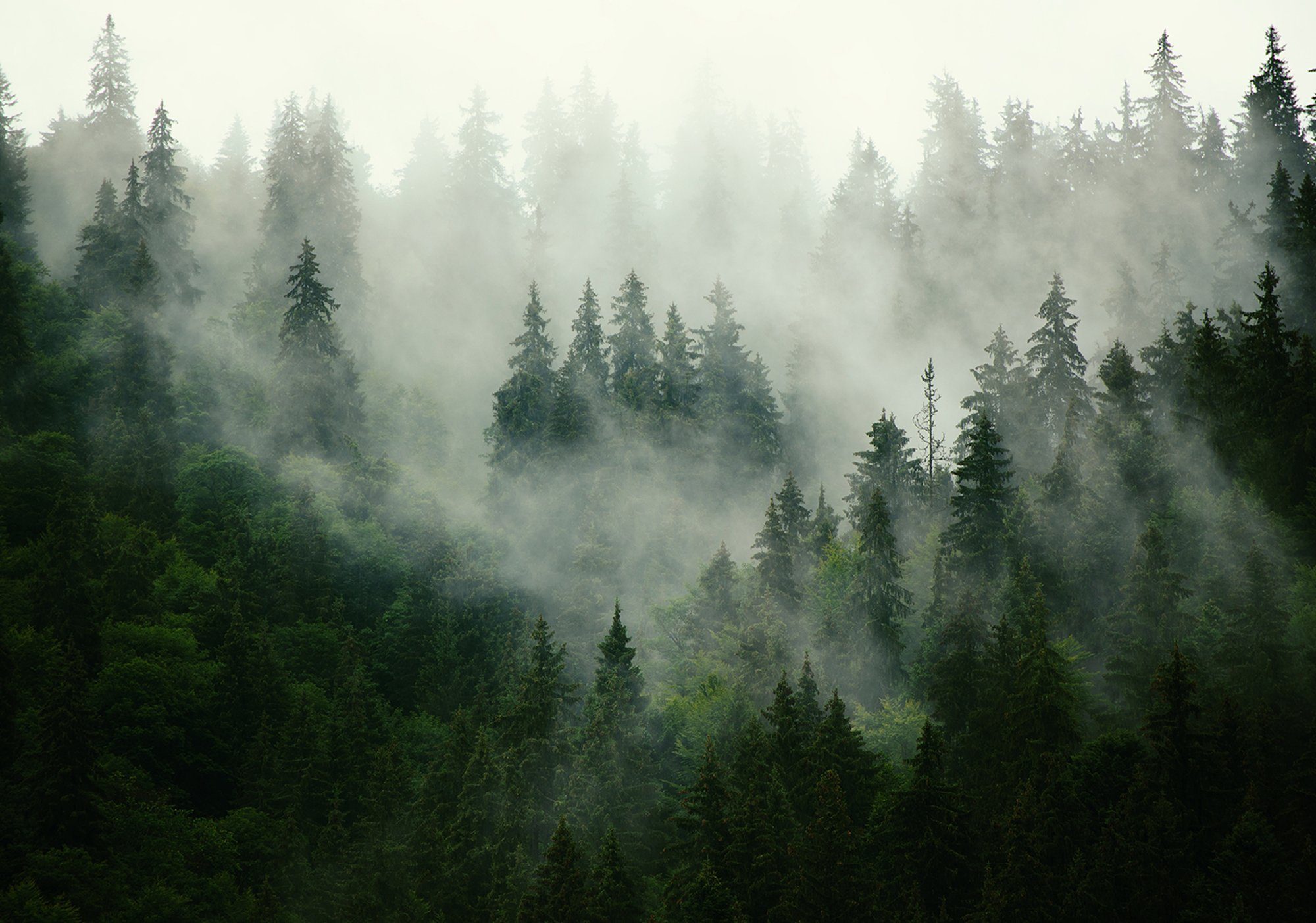 Wallarena Fototapete Selbstklebend Wald im Nebel Wasserfall Landschaft Modern Wohnzimmer Schlafzimmer, Struktur, Wald, Selbstklebende Fototapete | Selbstklebende Tapeten