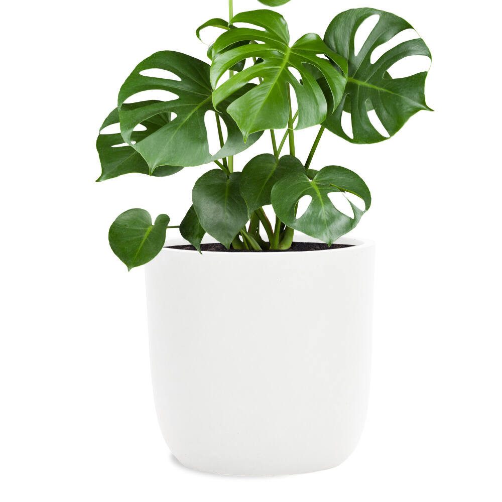 Pflanzwerk® Pflanzkübel CUP Premium Fiberglas Blumenkübel Frostbeständig mit Lotus-Effekt, Lotus-Effekt - Handgefertigt - Rund - Frostbeständig