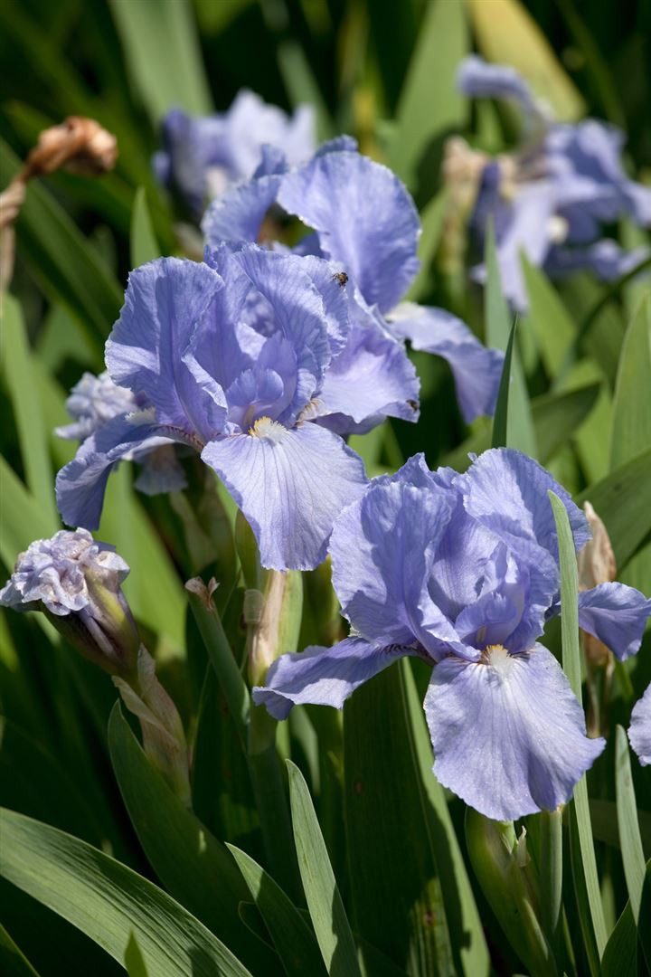 Pflanzen für Dich Staude Iris barb. Az Ap, 1 St., Bart-Iris