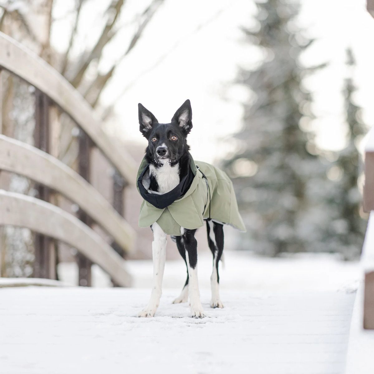 PAIKKA Hundemantel Hunde Winter-Jacke reflektierend "Visibility" grün