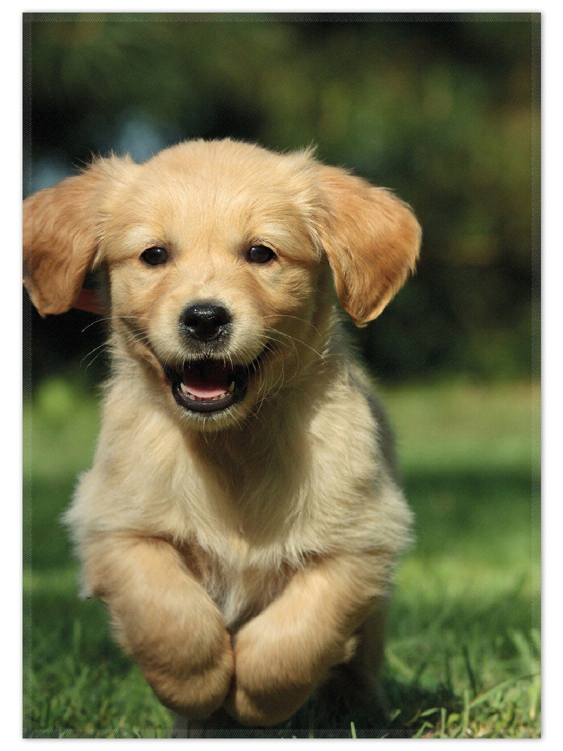 Wallario Teppich Süßer Hund - Golden günstig online kaufen