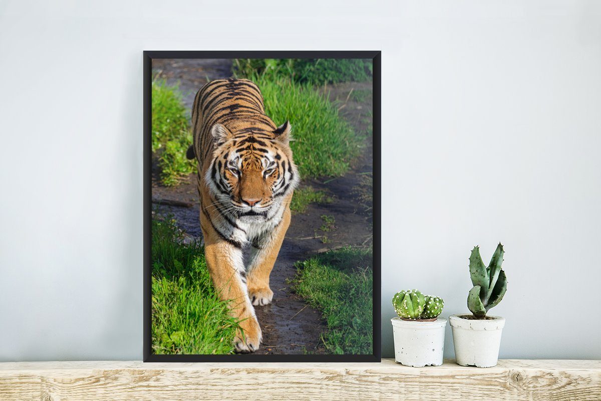 Wanddeko, Poster, Gerahmtes Bilderrahmen St), Poster Tiere, - Bilder, - MuchoWow Schwarzem Gras Tiger (1 Wandposter,