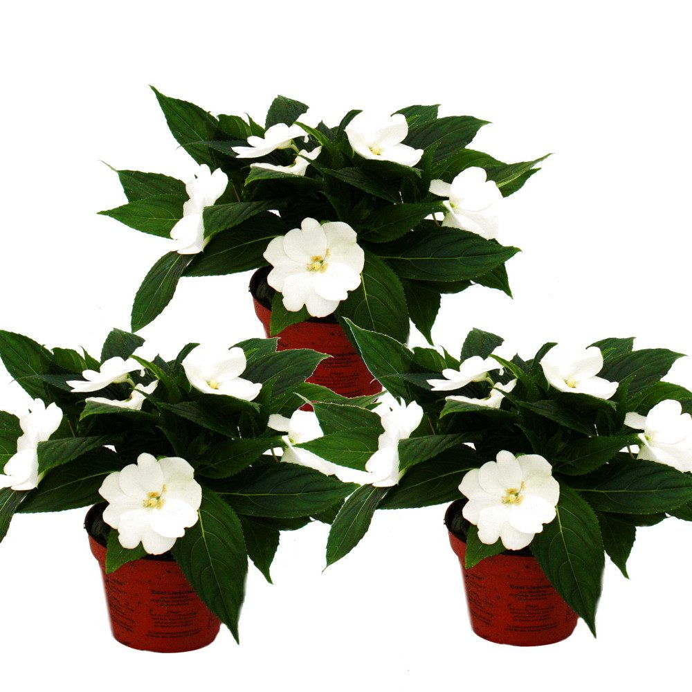 Exotenherz Beetpflanze Edel-Lieschen Impatiens Neu-Guinea ver. Farben 3er Set im 12cm Topf