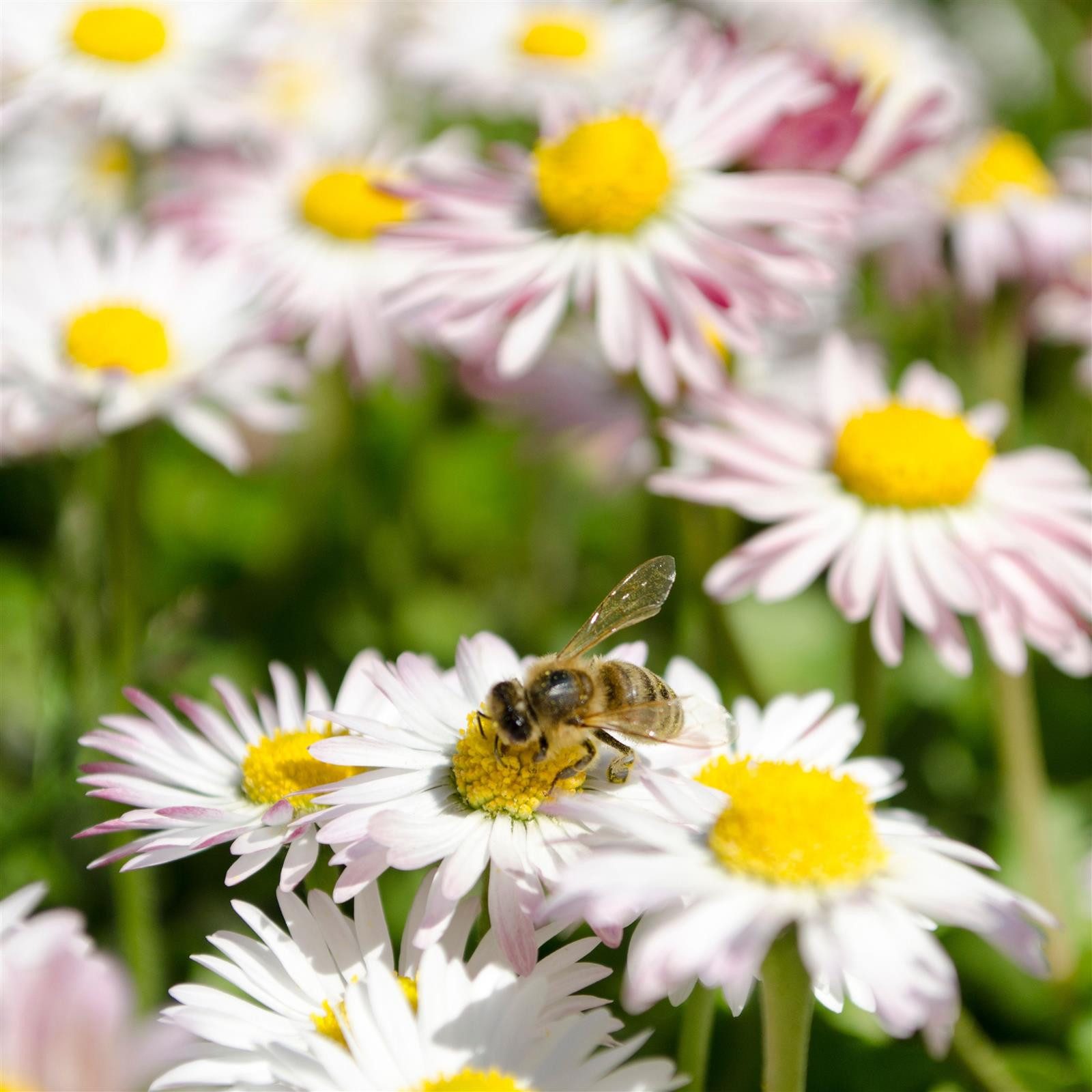 HappySeed Blumensamen Gänseblümchen Samen - Bellis perennis, Blumen – Bild 5 von 5