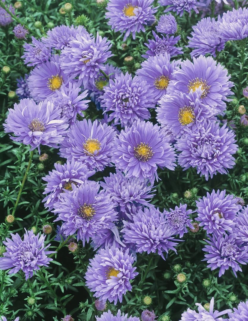 Pflanzen für Dich Staude Aster novi-belgii Schöne von Dietlikon, 1 St., Glattblatt-Aster, Neubelgien-Aster