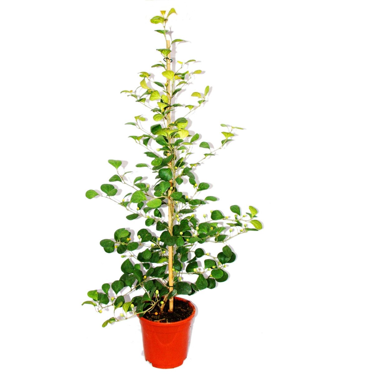 Exotenherz Zimmerpflanze Mispelfeige - Ficus deltoidea - 17cm Topf - ca. 80cm hoch