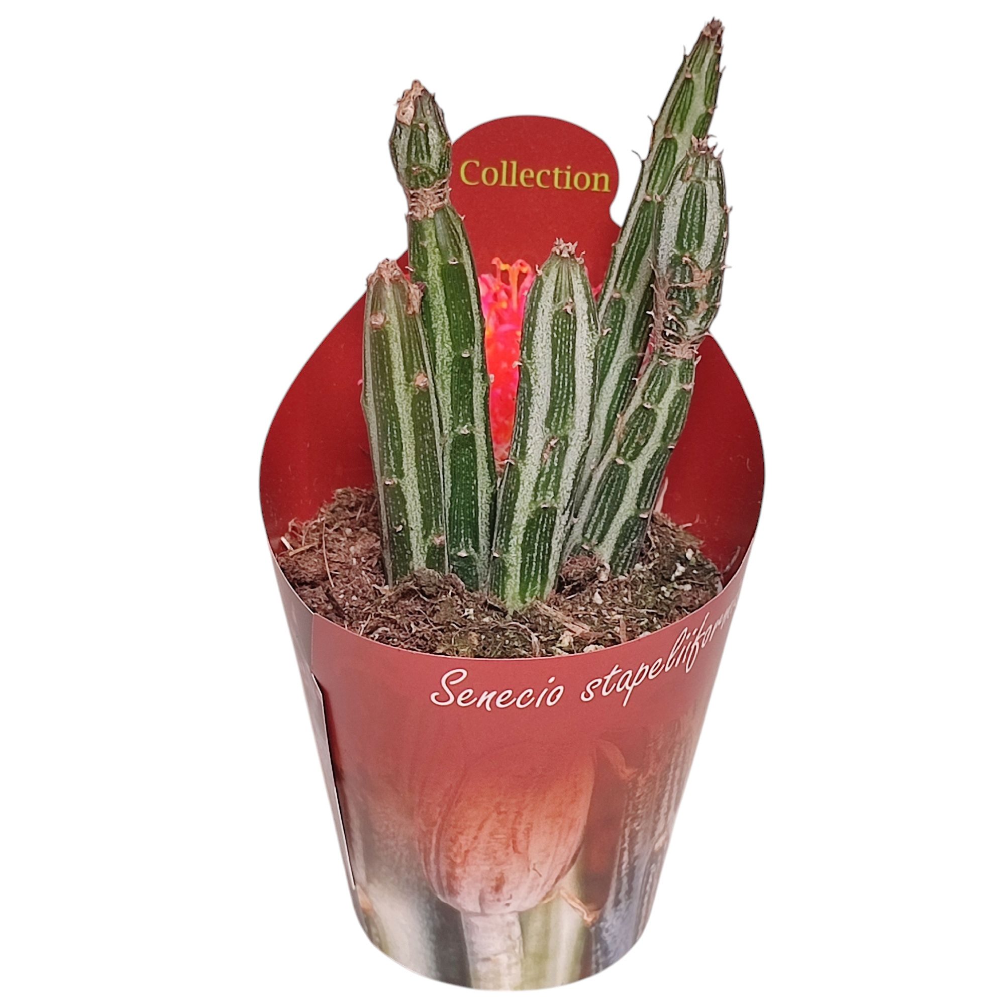 Exotenherz Kaktus Senecio stapeliformis Zuckerstangen-Sukkulente Rarität 6,5cm Topf