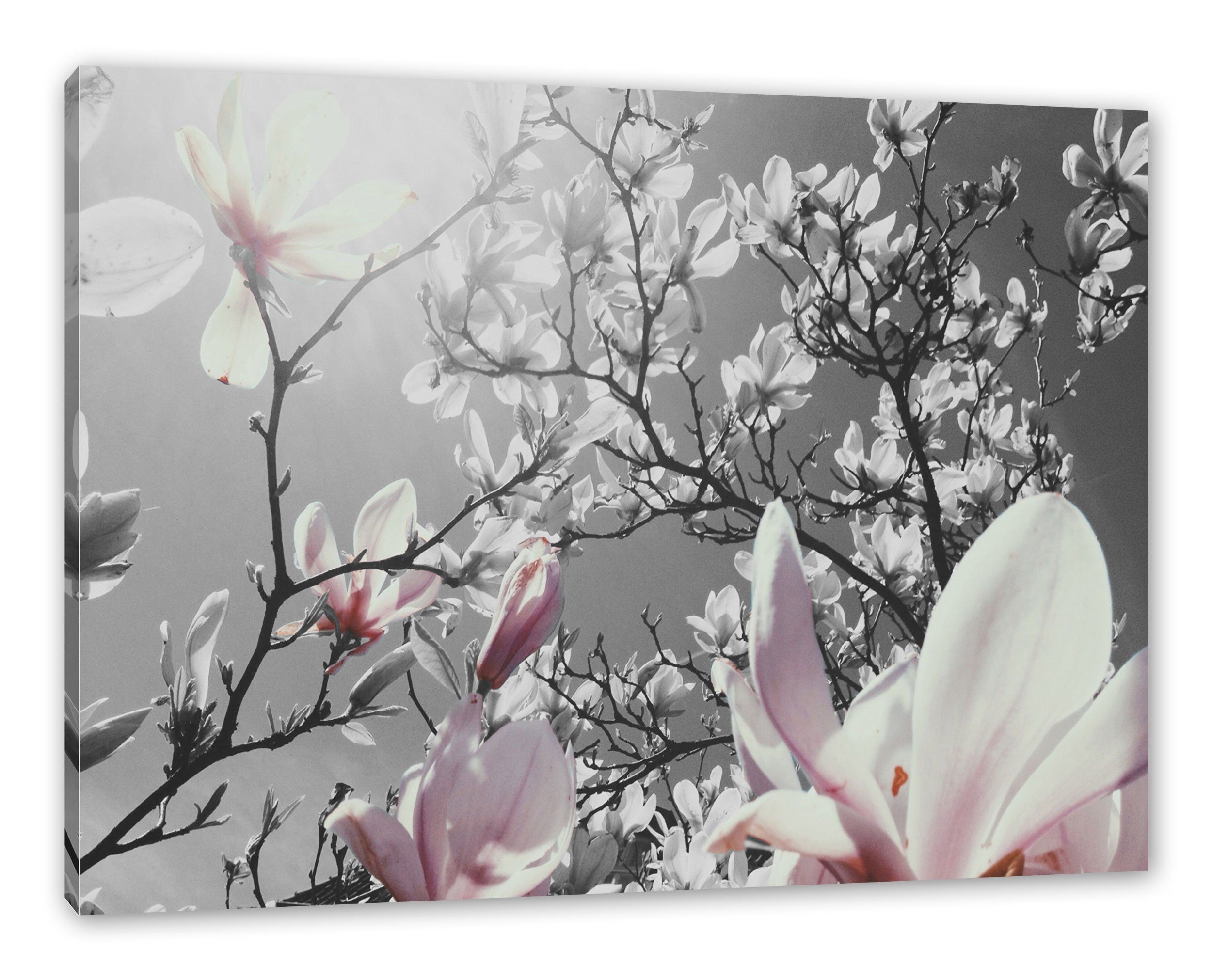 fertig Pixxprint Magnolie Leinwandbild Blüten Leinwandbild Zackenaufhänger schöne Magnolie bespannt, Blüten, (1 St), schöne inkl.