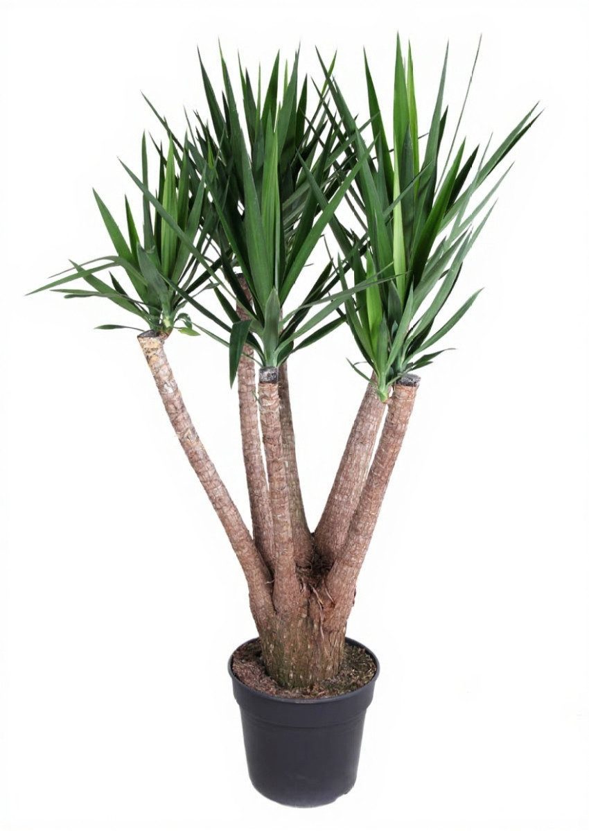 Pflanzen für Dich Zimmerpflanze Yucca, 1 St., sukkulent, pflegeleicht