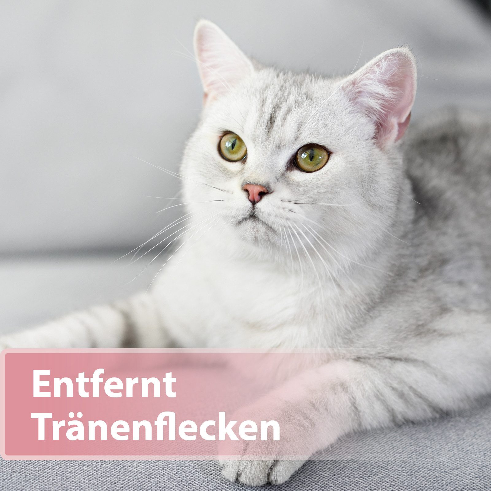 Felisept Fellpflege Felisept Augenpflege-Pads für Katzen 100 Stück