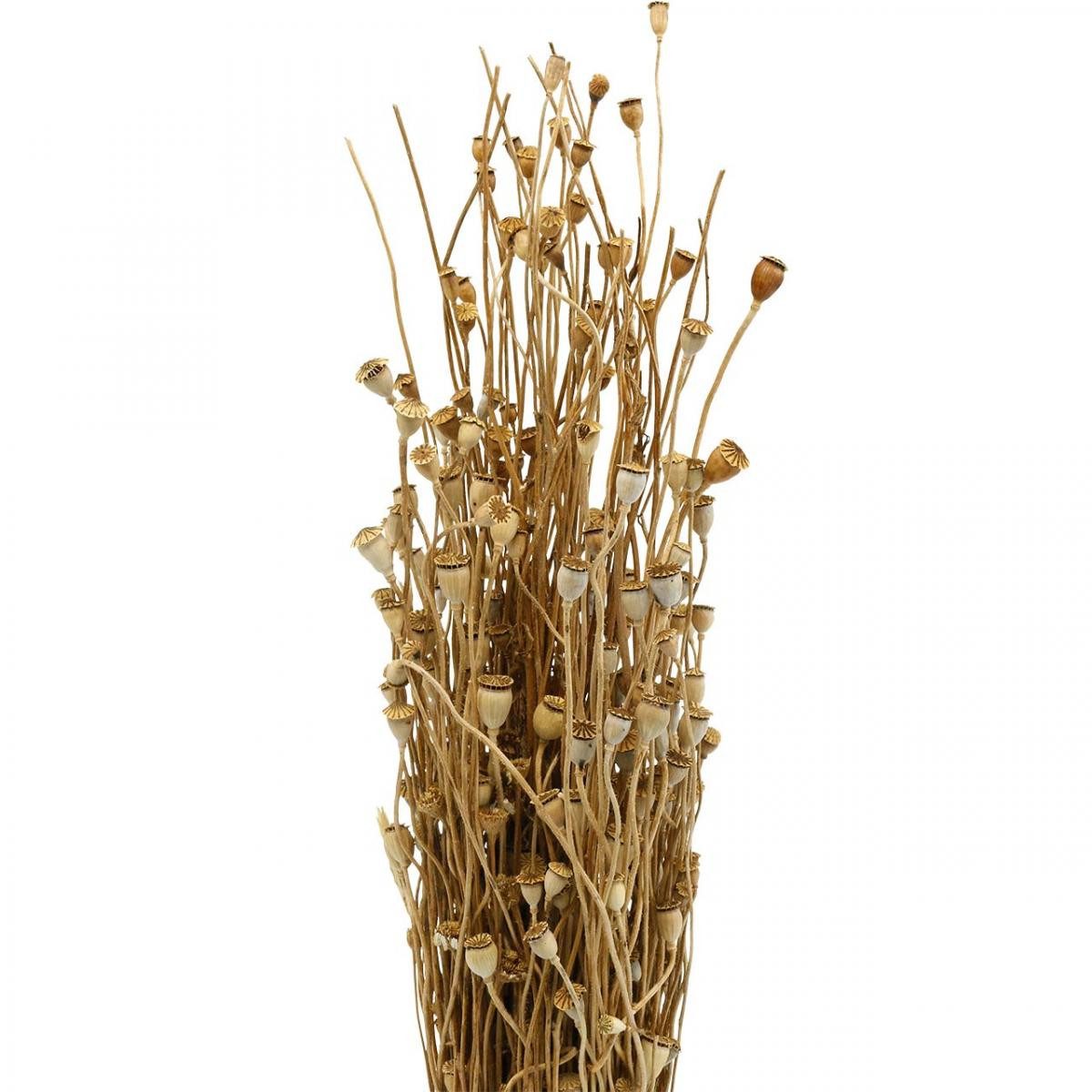 Trockenblume Trockenblumen Mohnkapseln Natur für Trockendeko 100g Bund