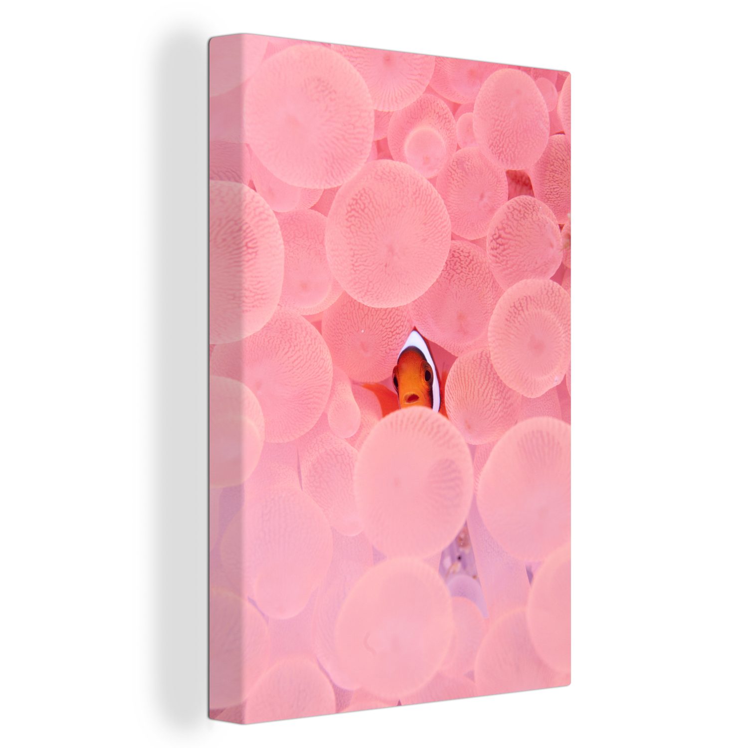 Zackenaufhänger, inkl. Leinwandbild rosa 20x30 OneMillionCanvasses® fertig cm in Koralle, St), (1 Leinwandbild Clownfisch Gemälde, bespannt