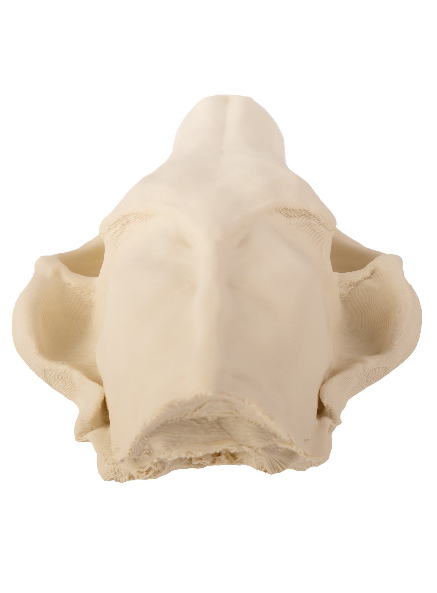 Andracor Dekoobjekt 3D-Druck Fuchsschädel - 16 cm - Halloween Skelett, Halloween Skelett