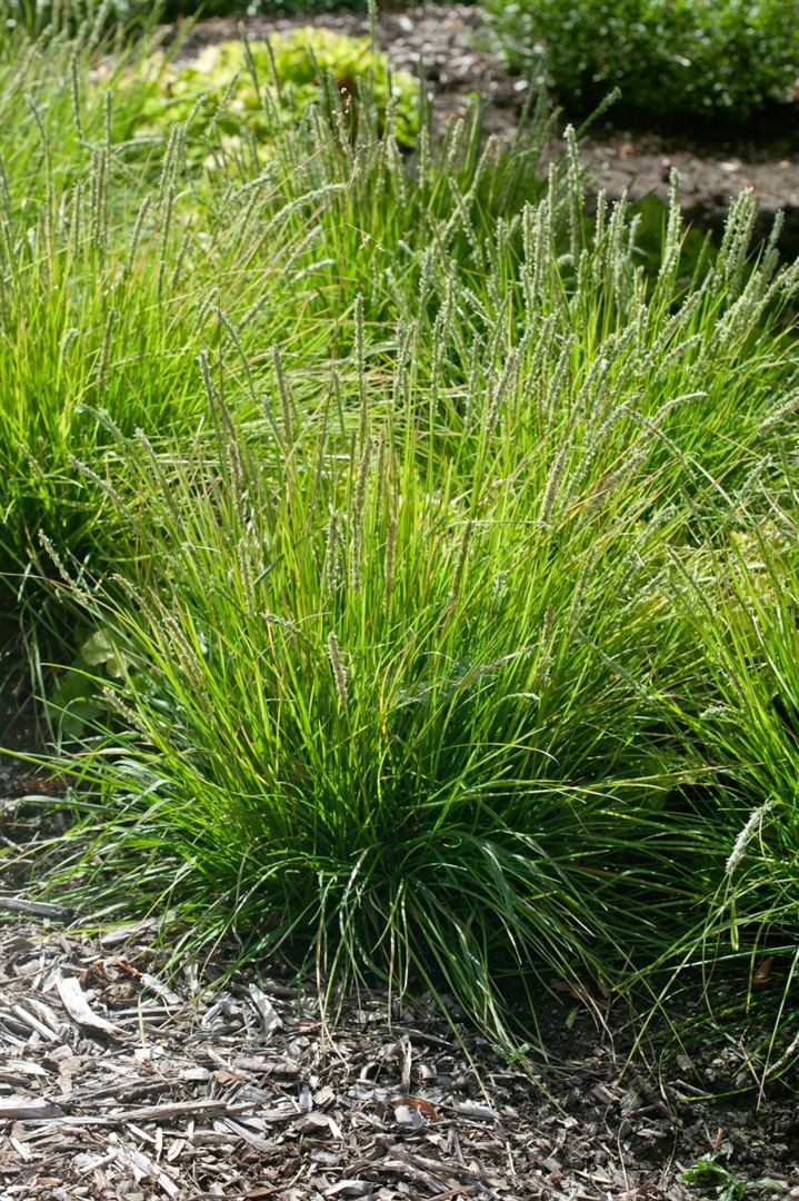Pflanzen für Dich Gräser Sesleria autumnalis, 1 St., Herbst-Kopfgras, Herbst-Segge, gelbgrün, spätblühend