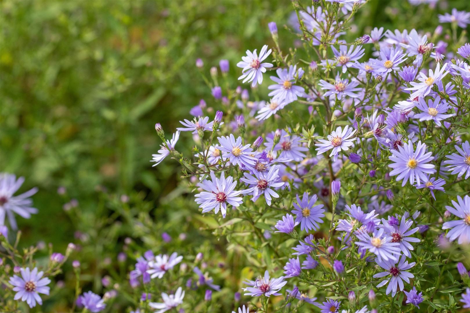 Pflanzen für Dich Staude Aster frik. Mönch, 1 St., Frikart-Aster, Mönch-Aster