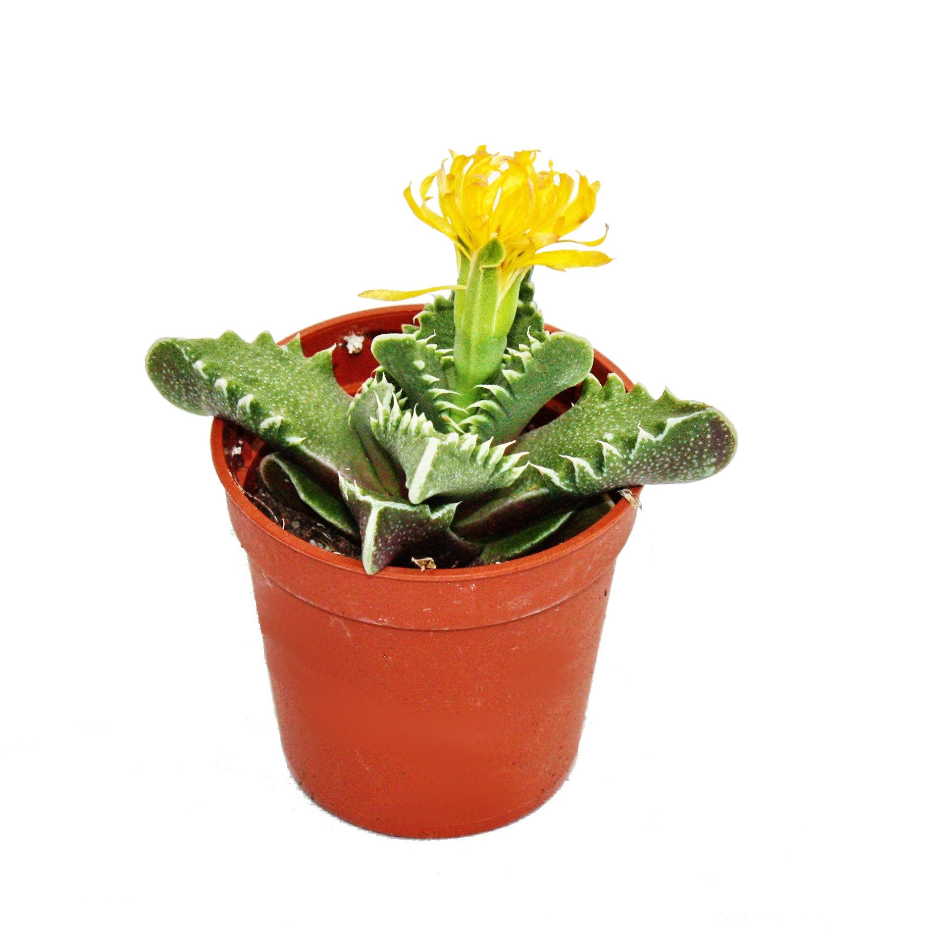 Kaktus Faucaria tigrina Tigerrachen - kleine Pflanze im 5,5cm Topf