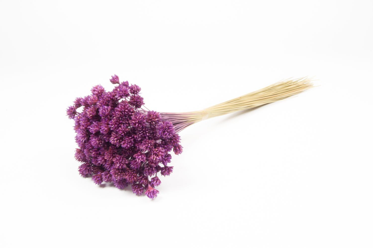 Trockenblume Blumenstrauß getrocknet AVISSA, Brasilianische Hügelblume, violett, 4, INNA-Glas, Höhe 60.0 cm