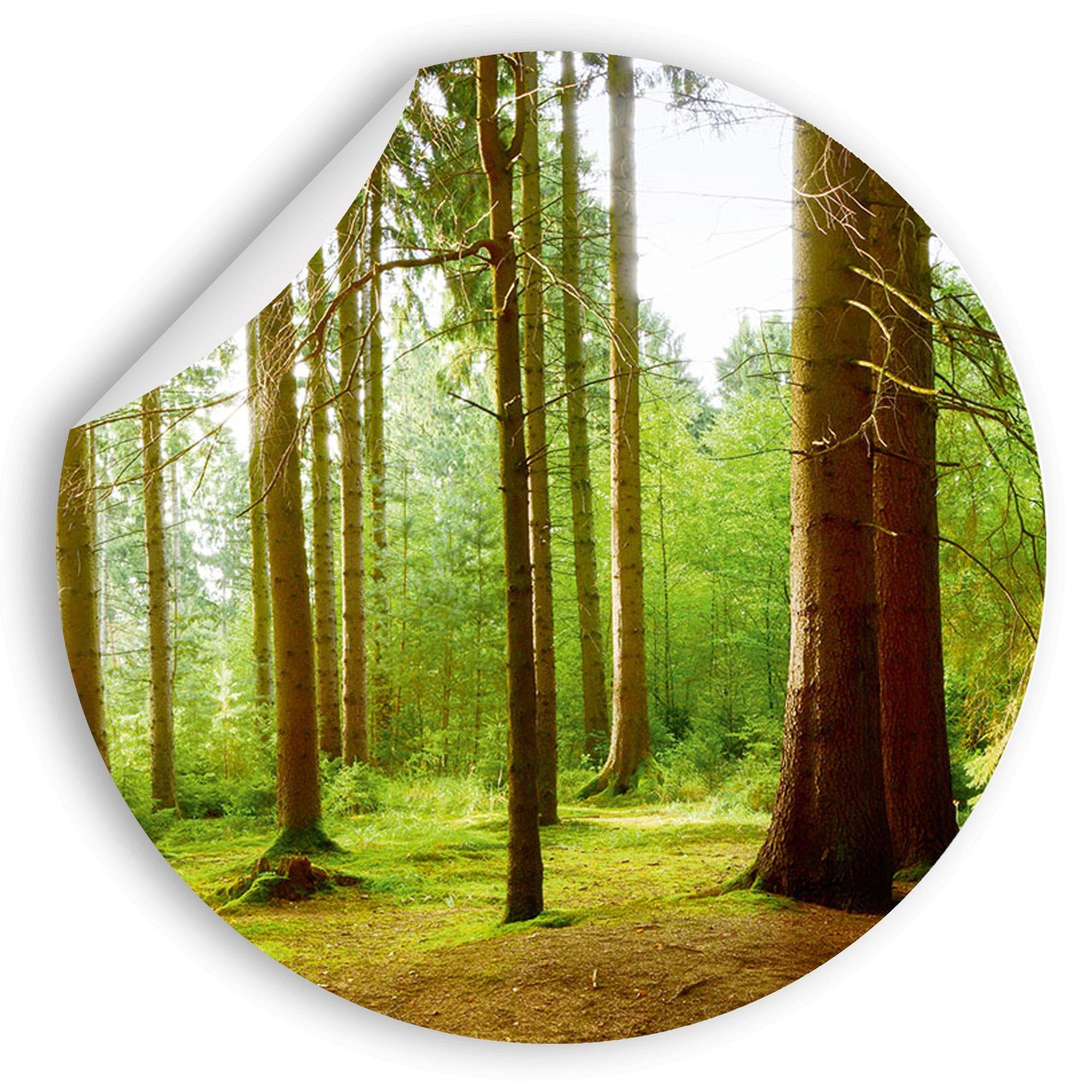 WallSpirit Wandsticker Wandaufkleber rund "Wald", Selbstklebend, rückstandslos abziehbar