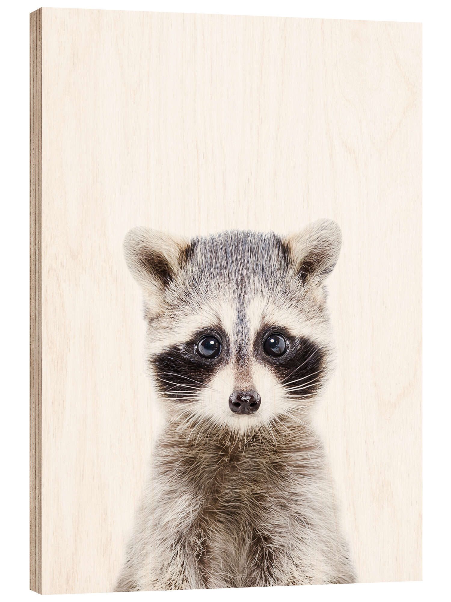 Posterlounge Wandbild Babywaschbär, Sisi And Seb, erhältlich als Poster, Leinwandbild, Wandsticker oder Acrylglasbild