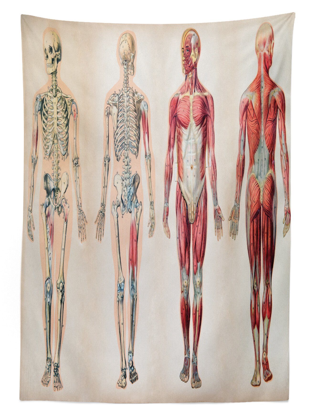 Waschbar Bereich Außen Jahrgang Tischdecke Abakuhaus Farbfest den Anatomie Menschlicher Klare Körper Farben, Für geeignet