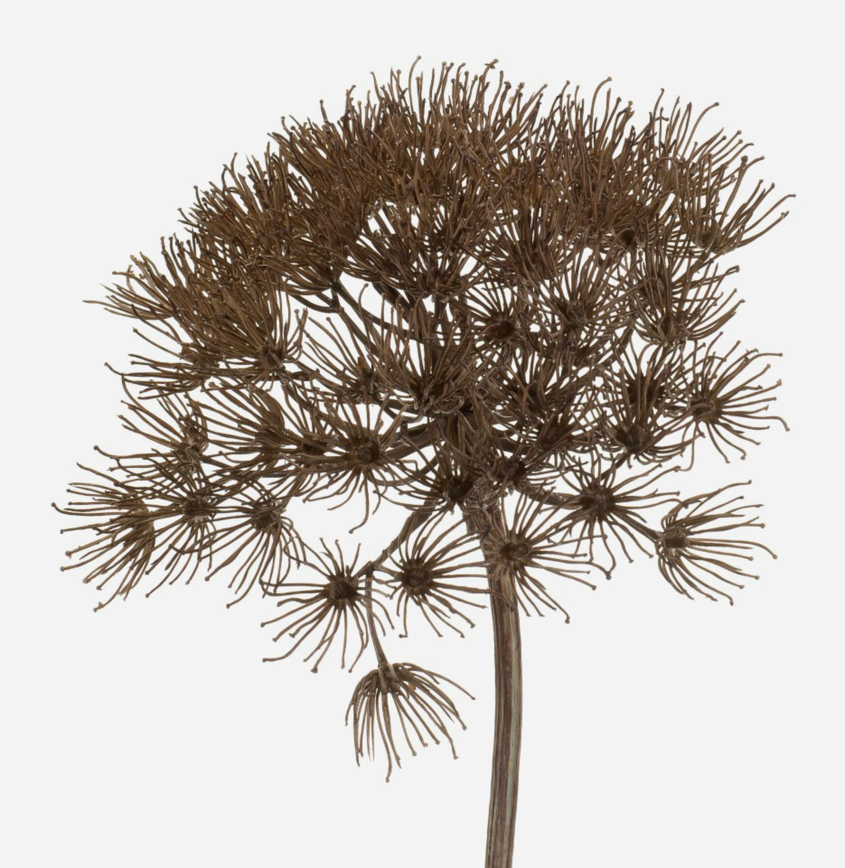Kunstblume Künstliche Bärenklau Dolde Jerome, grau, 80cm - Kunst AST Heracleum Bärenklau, artplants, Höhe 80.0 cm