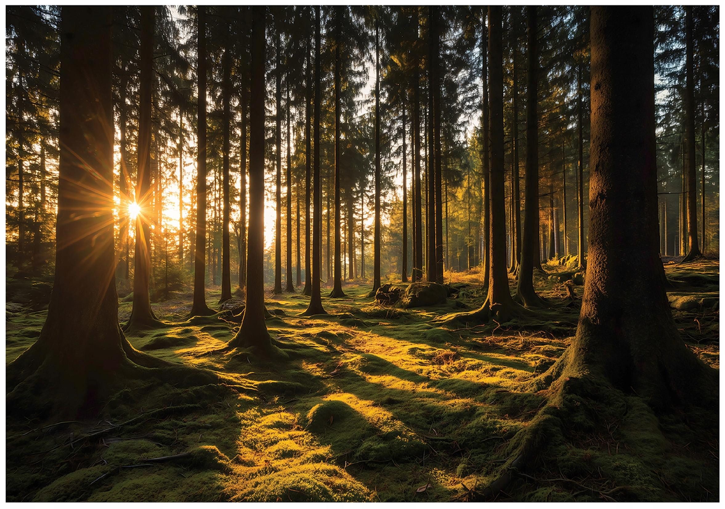 Wallarena Fototapete Wald beruhigend strapazierfähig Wohnzimmer 368x254 cm, glatt, 254 x 184 cm