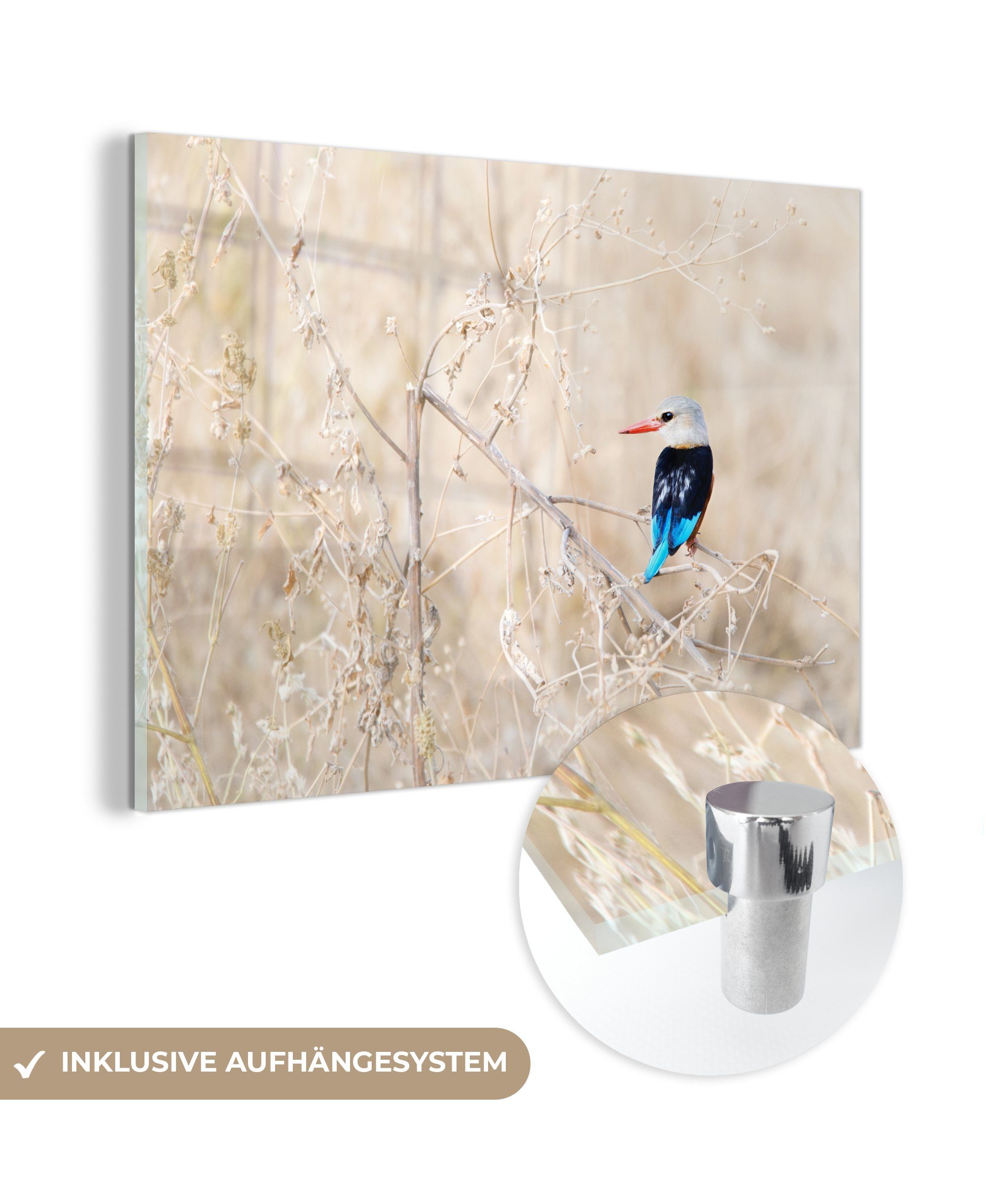 MuchoWow Acrylglasbild Hervorragendes St), & (1 Wohnzimmer Acrylglasbilder Schlafzimmer der eines trockenen, Foto in Graukopf-Eisvogels