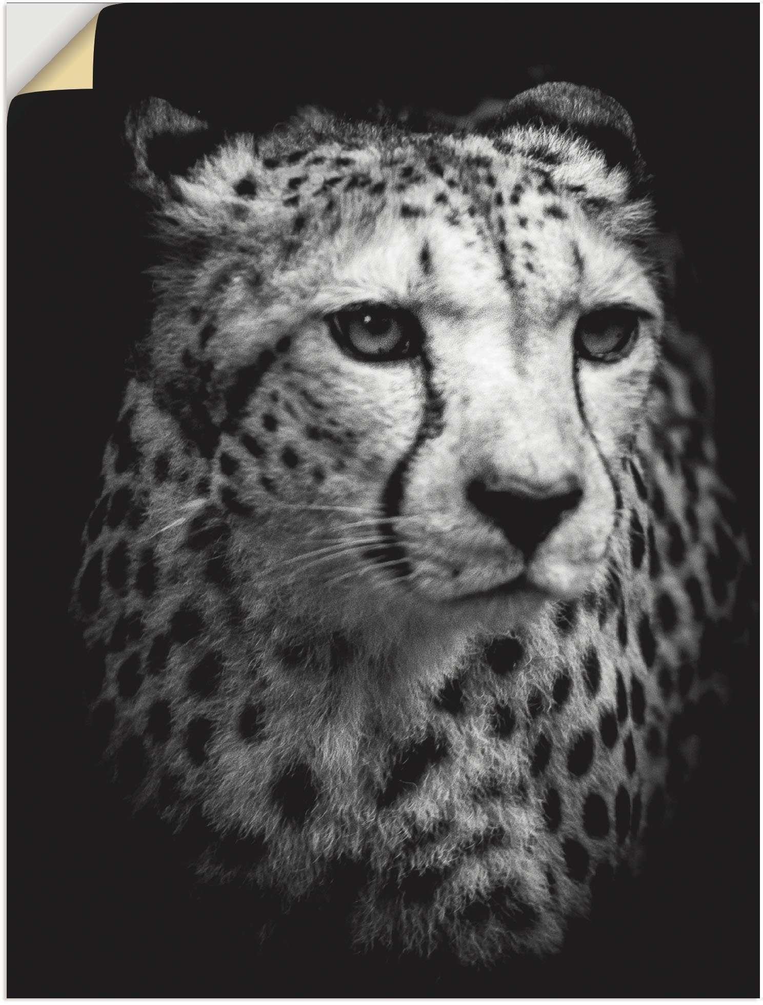 Wandbild in Gepard, Poster versch. Größen Wandaufkleber als Leinwandbild, oder Artland Der (1 St), Alubild, Wildtiere