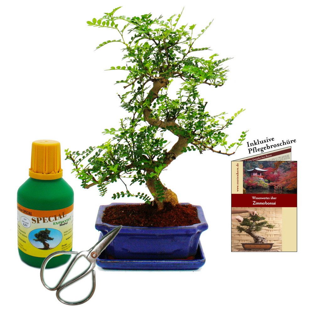 Exotenherz Zimmerpflanze Bonsai Zanthoxylum piperitum ca. 8 Jahre Geschenkset Dünger und Schere