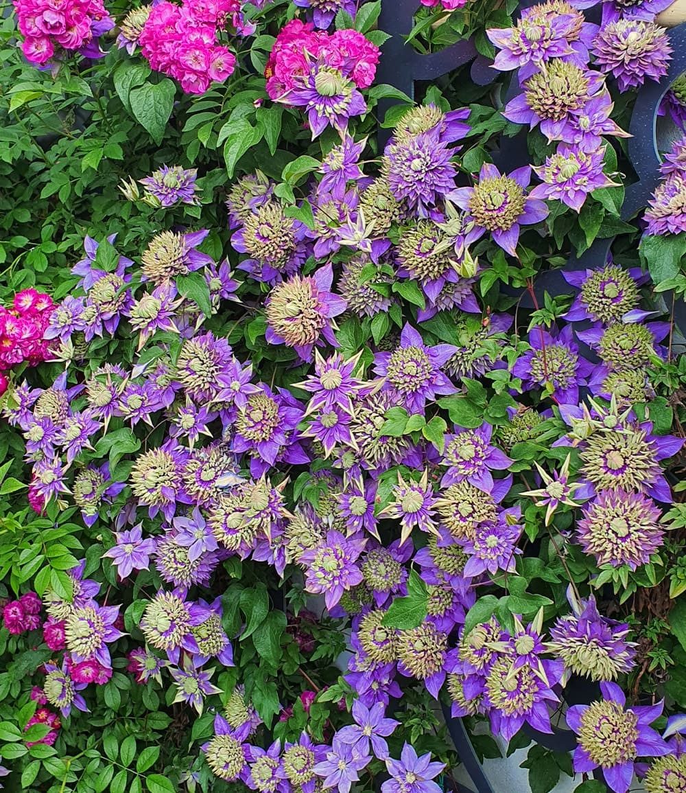 BALDUR Garten Zierstrauch Clematis 'Taiga®', 1 St., Duftclematis,winterhart, mehrjährig – Bild 3 von 5