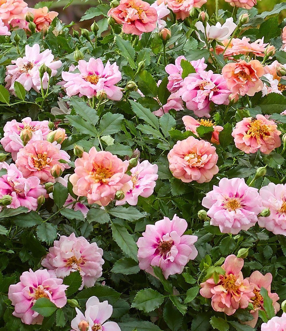 BALDUR Garten Rose Rose 'Amirose®', 1 St., Blütenpracht, reichblühend, winterhart, mehrjährig