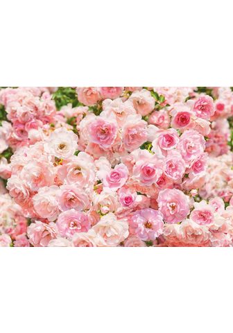 KOMAR Фотообои »Rosa«