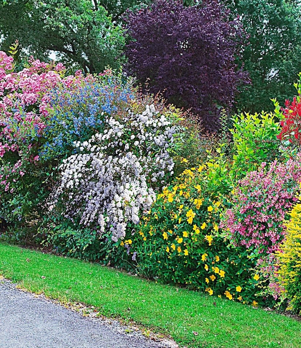 BALDUR Garten Hecken Sommer-Hecken-Kollektion, 5 St., Pracht-himbeere, winterhart, mehrjährig, pflegeleicht