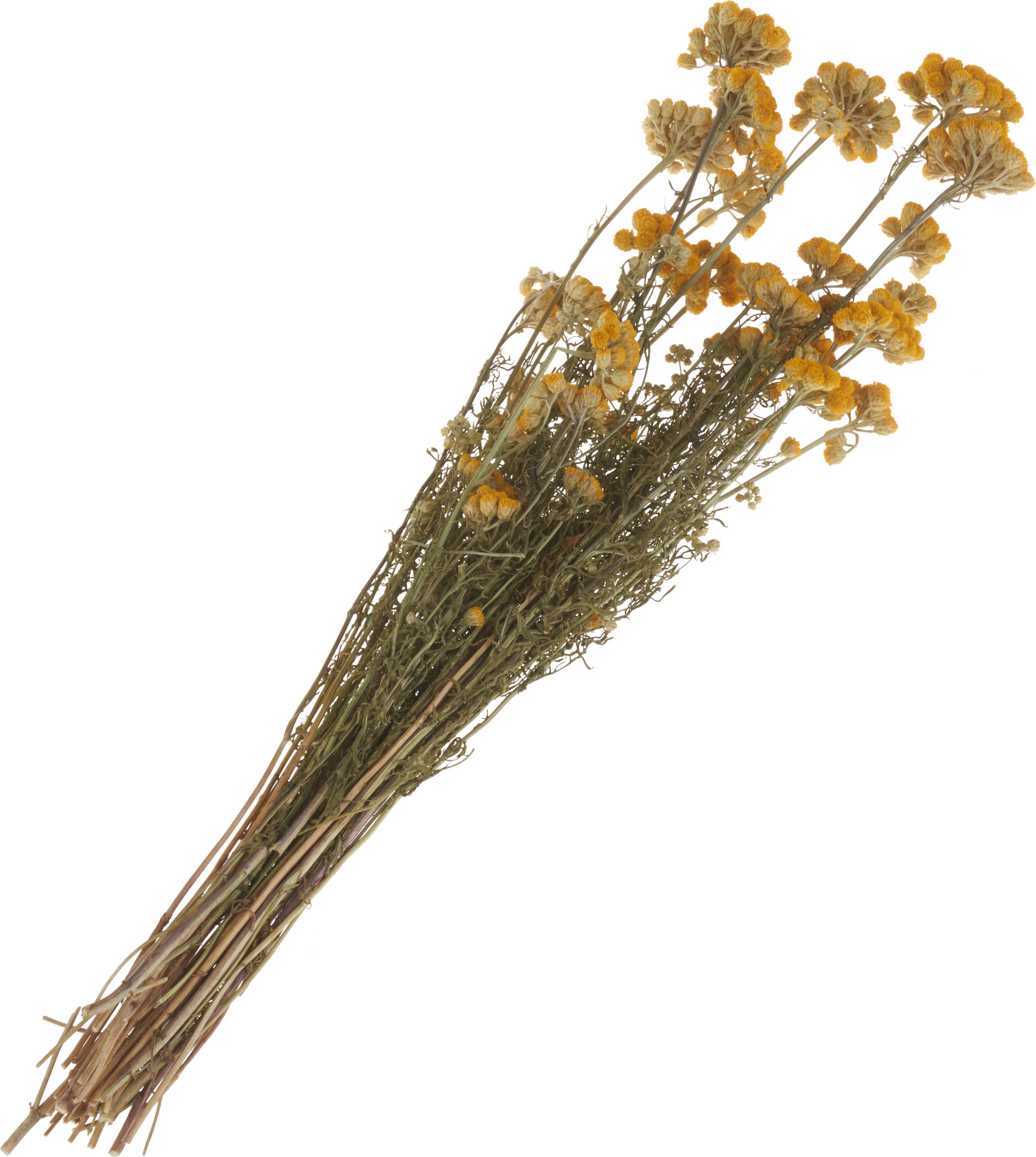 Kunstpflanze Lona, 30 cm - 50 cm