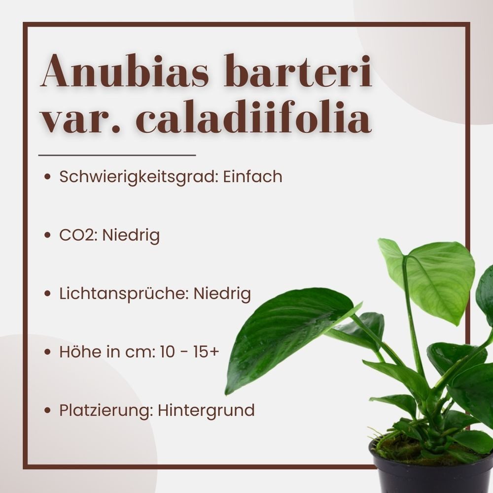 Aquaone Wasserpflanze Aquarium Pflanze Anubias barteri caladiifolia Nr.101U günstig online kaufen
