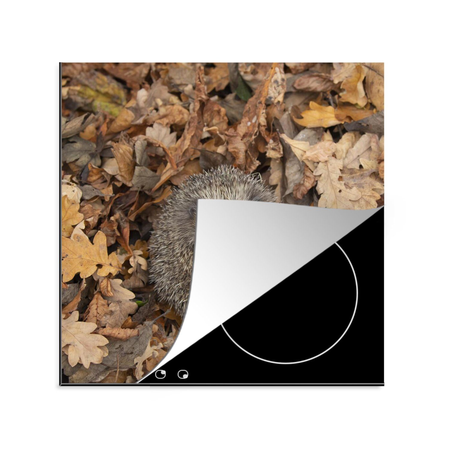 MuchoWow Herdblende-/Abdeckplatte Igel - Herbst - Laub, Vinyl, (1 tlg), 78x78 cm, Ceranfeldabdeckung, Arbeitsplatte für küche